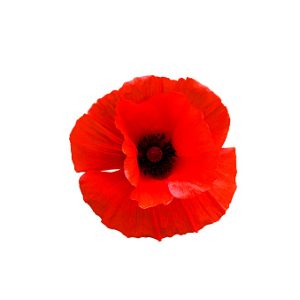 Red poppy flower isolated on white background, top view